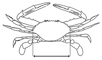 image of crab