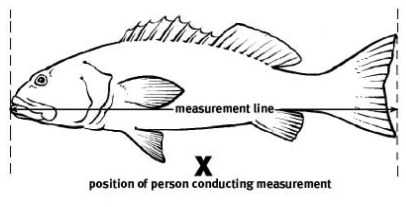 Fisheries Declaration 2019 - Queensland Legislation - Queensland Government